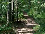 Wooded Trail